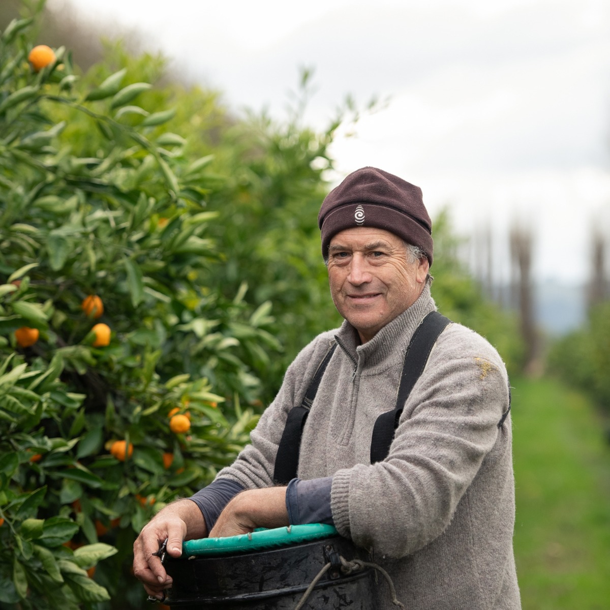 Buy Mandarins - Encore Online NZ