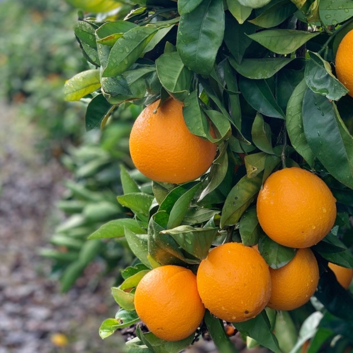 Buy Oranges - Navel Online NZ