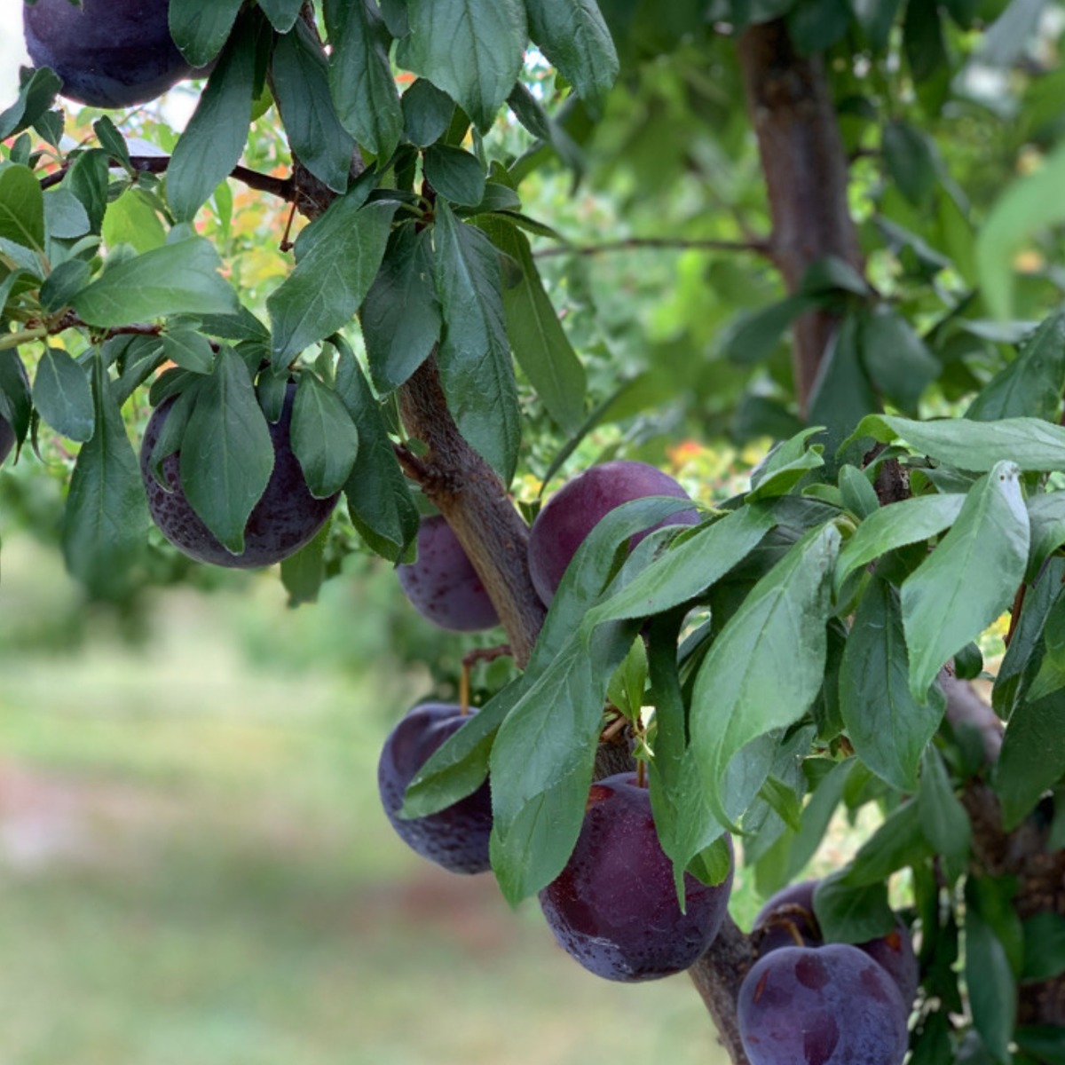 Buy Plums - Primetime Online NZ