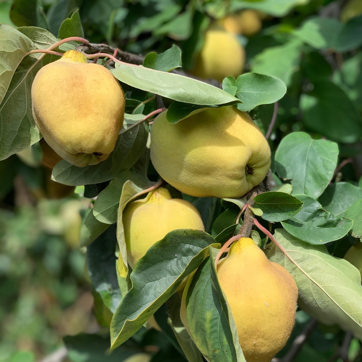 Buy Quince  Online NZ