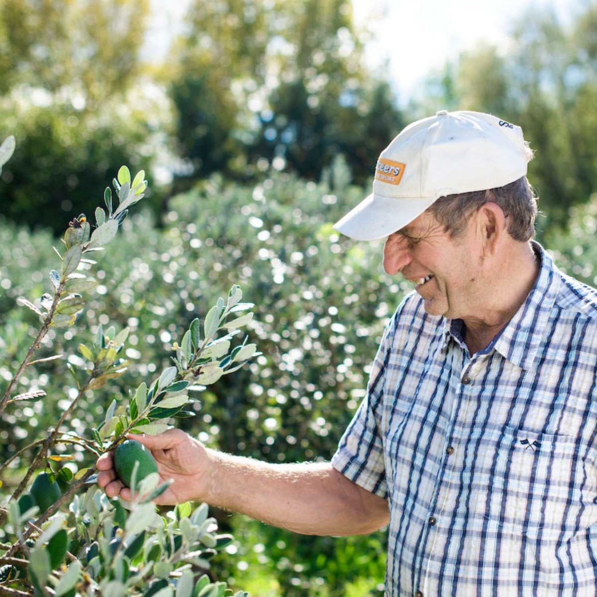 Buy Feijoas  Online NZ