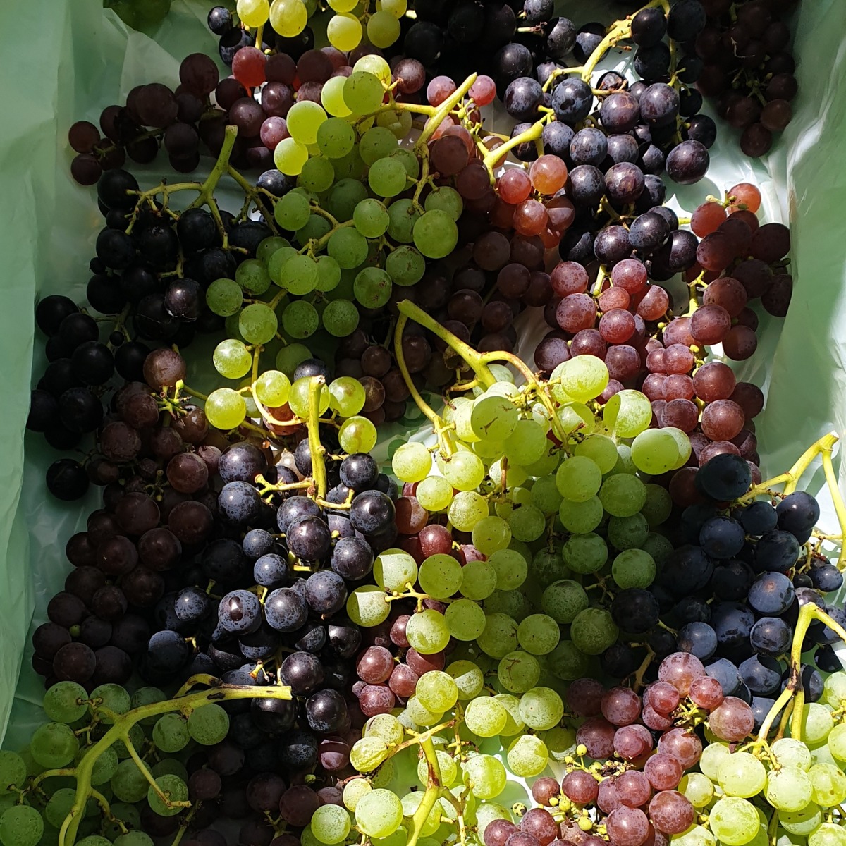 Buy Grapes - White Diamond Online NZ