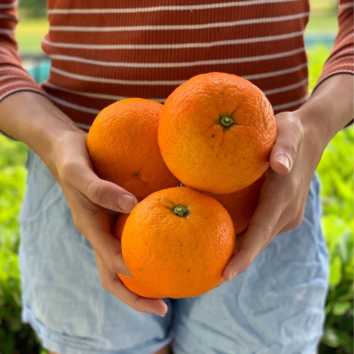 Buy Grapefruit - Cutlers Red Online NZ