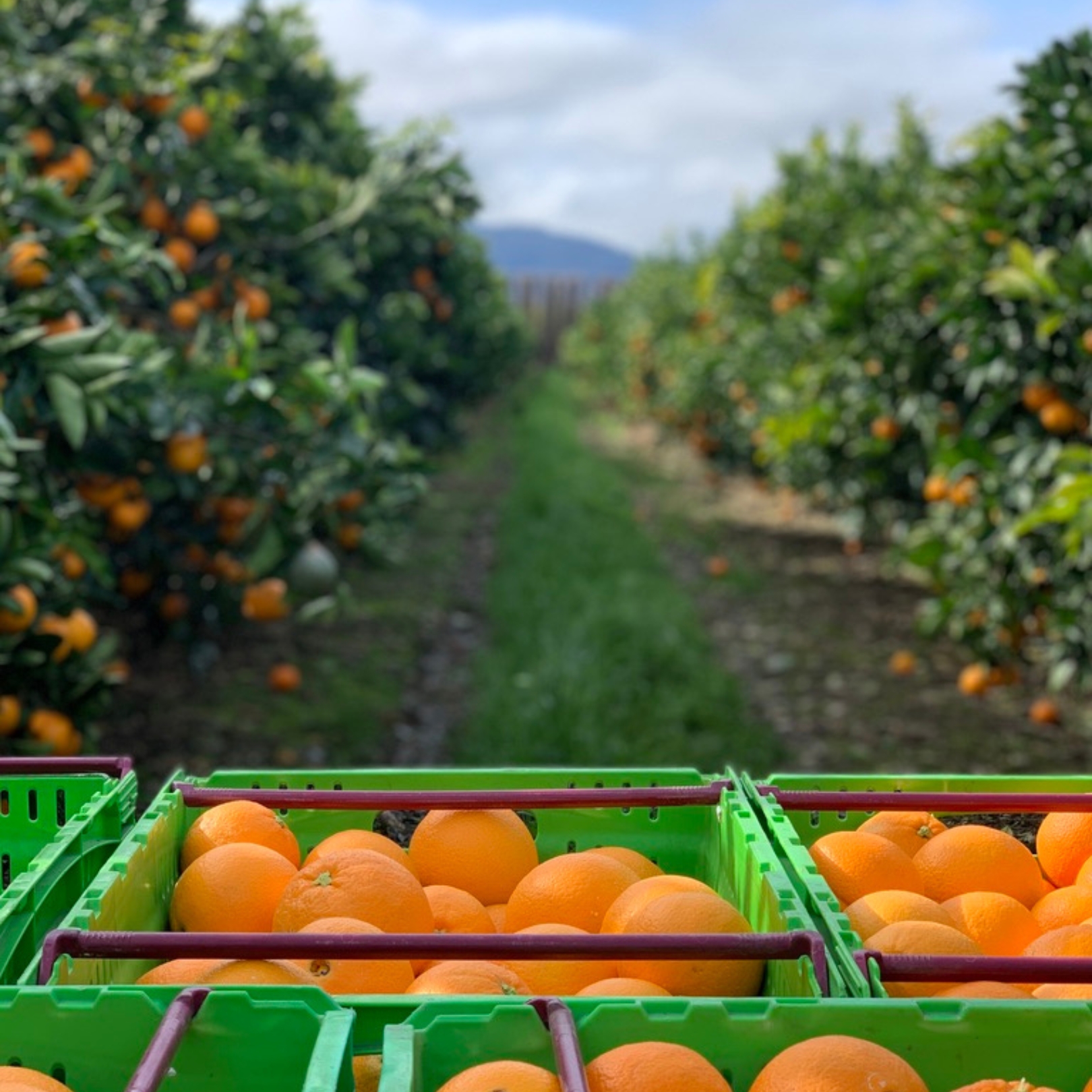 Buy Oranges - Navel Online NZ