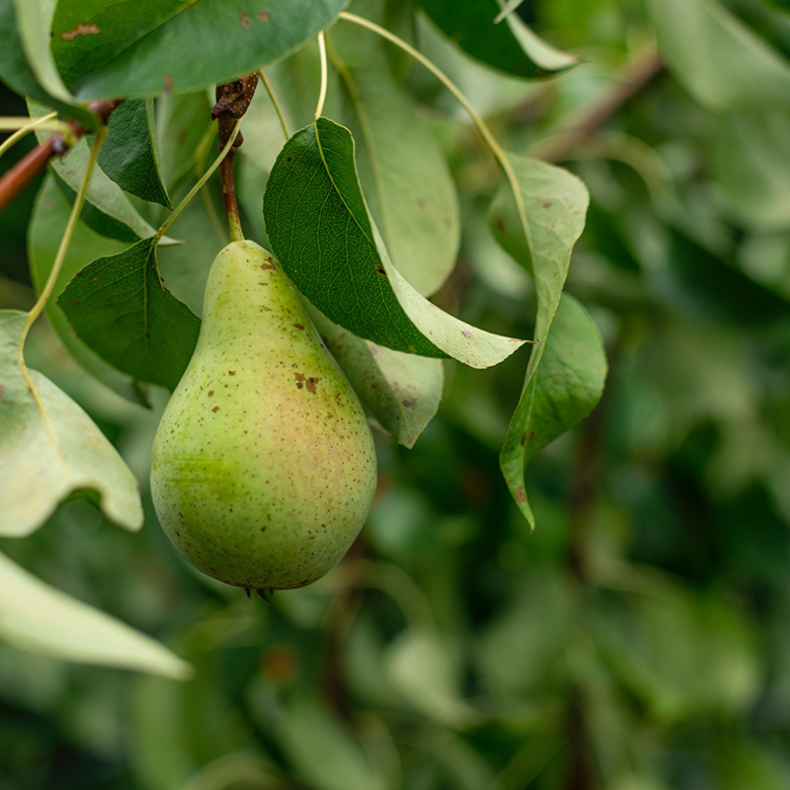 Buy Pears - Belle De Jumet Online NZ