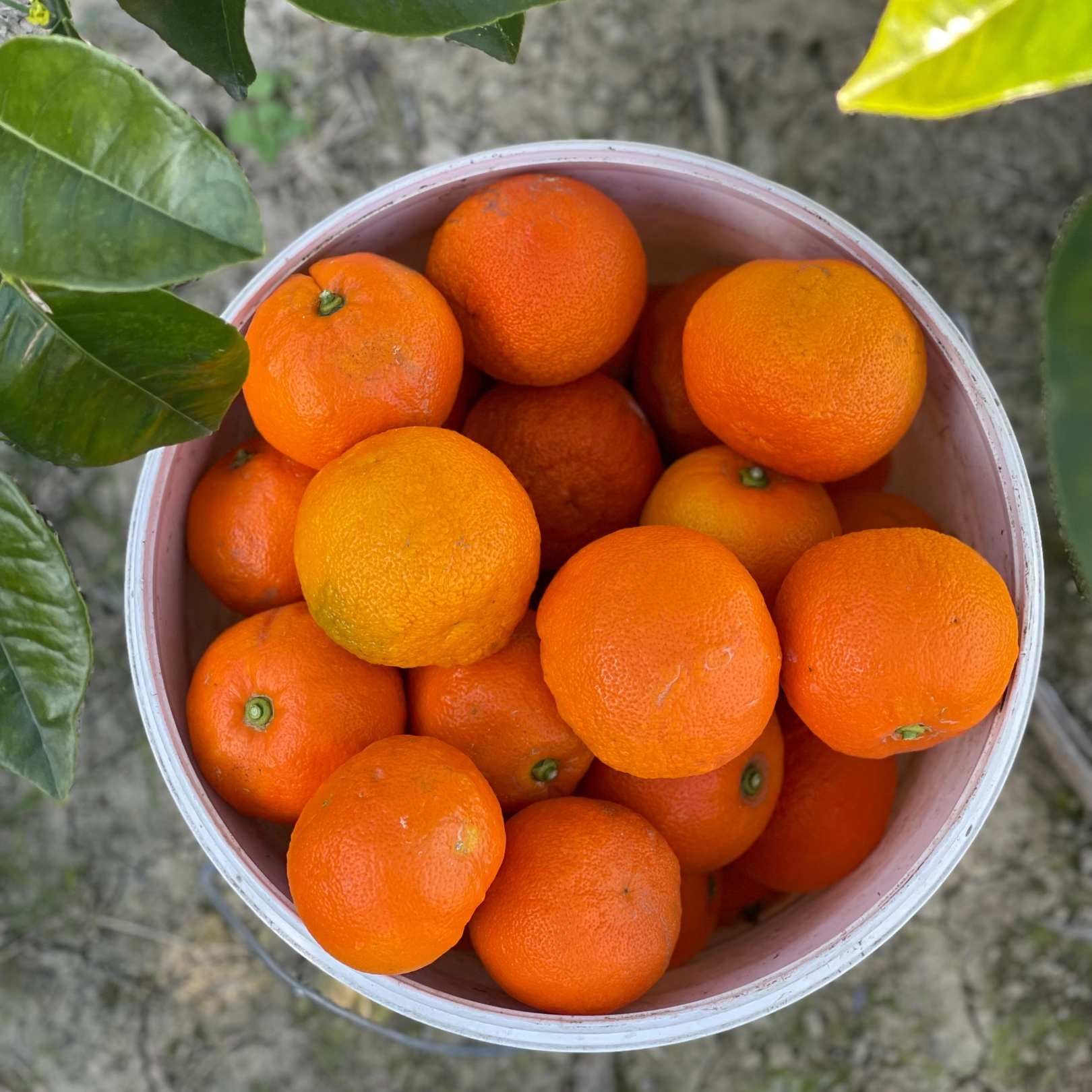 Buy Seville Oranges Online NZ