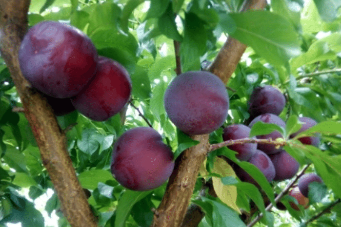 Buy NZ Red Beaut Plums Online | Orchard Fresh Fruit