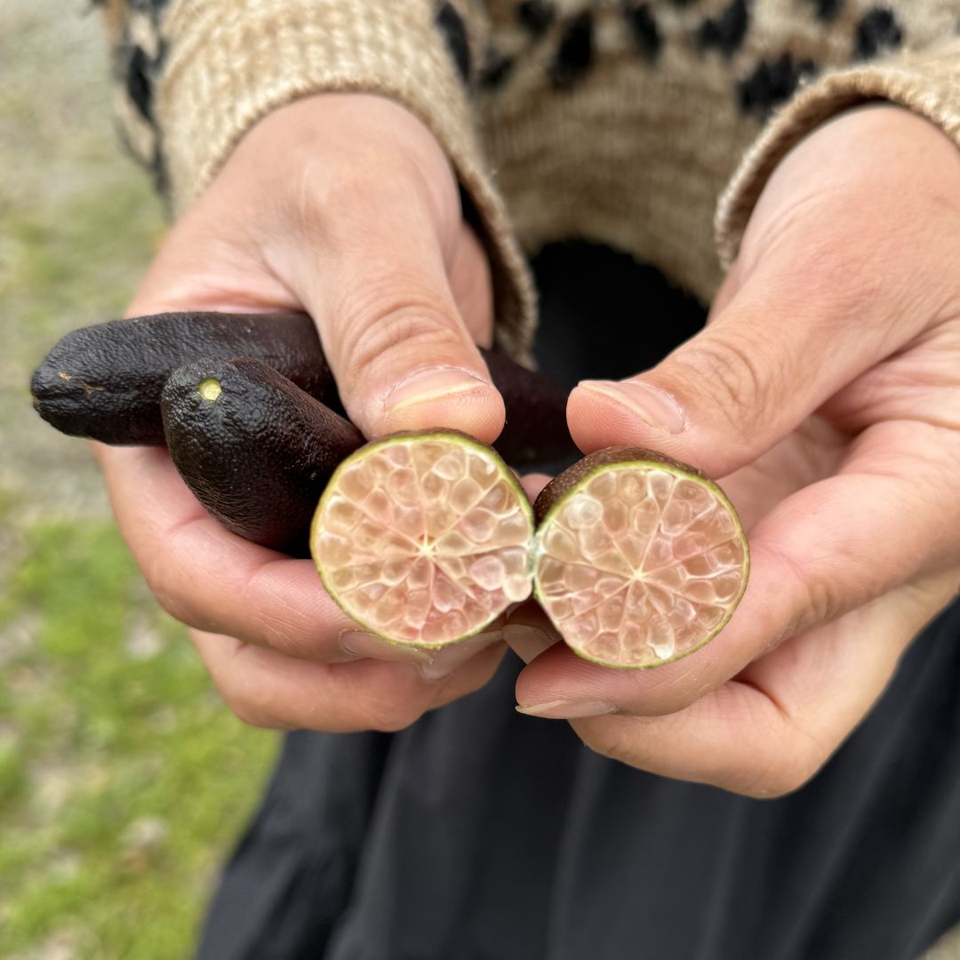 Buy Finger Limes - Brown Online NZ