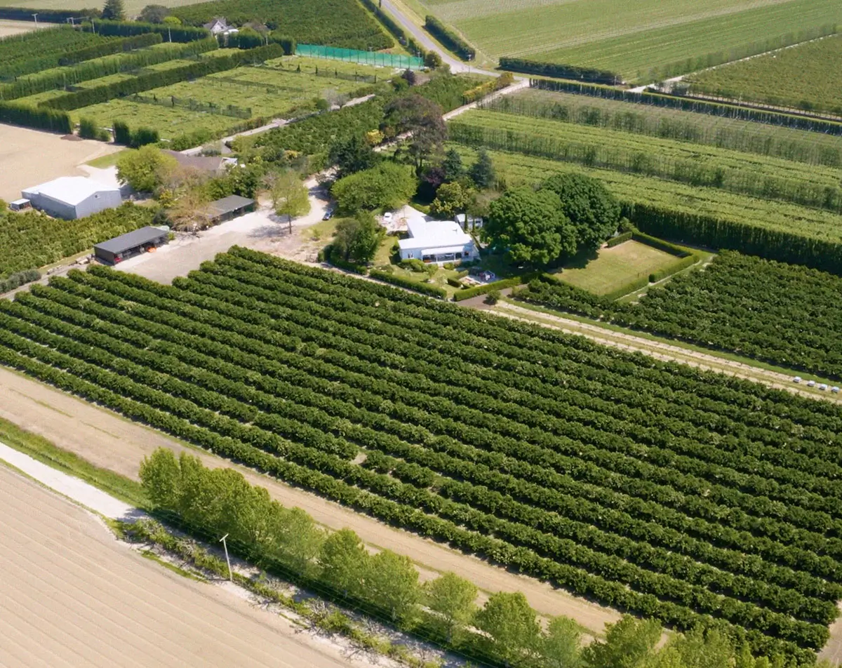 Birds eye view of an orchard