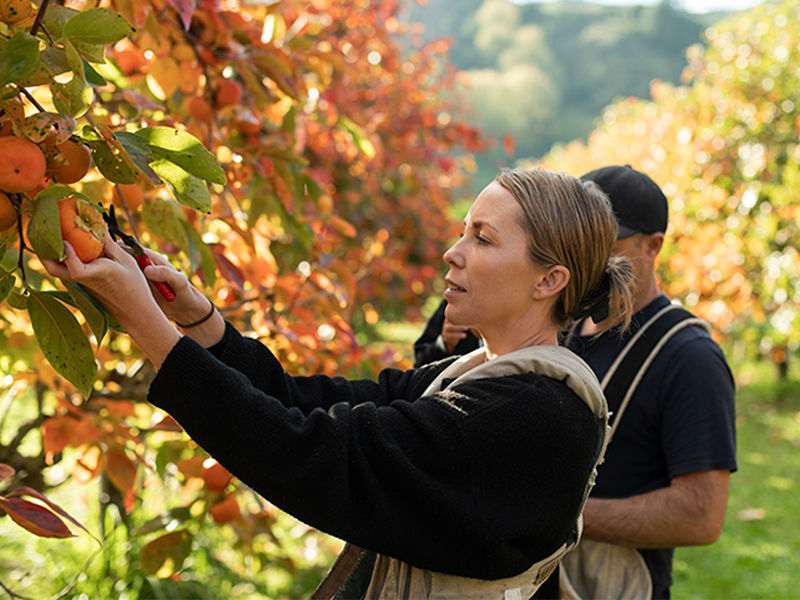 Picking Permissions Growers