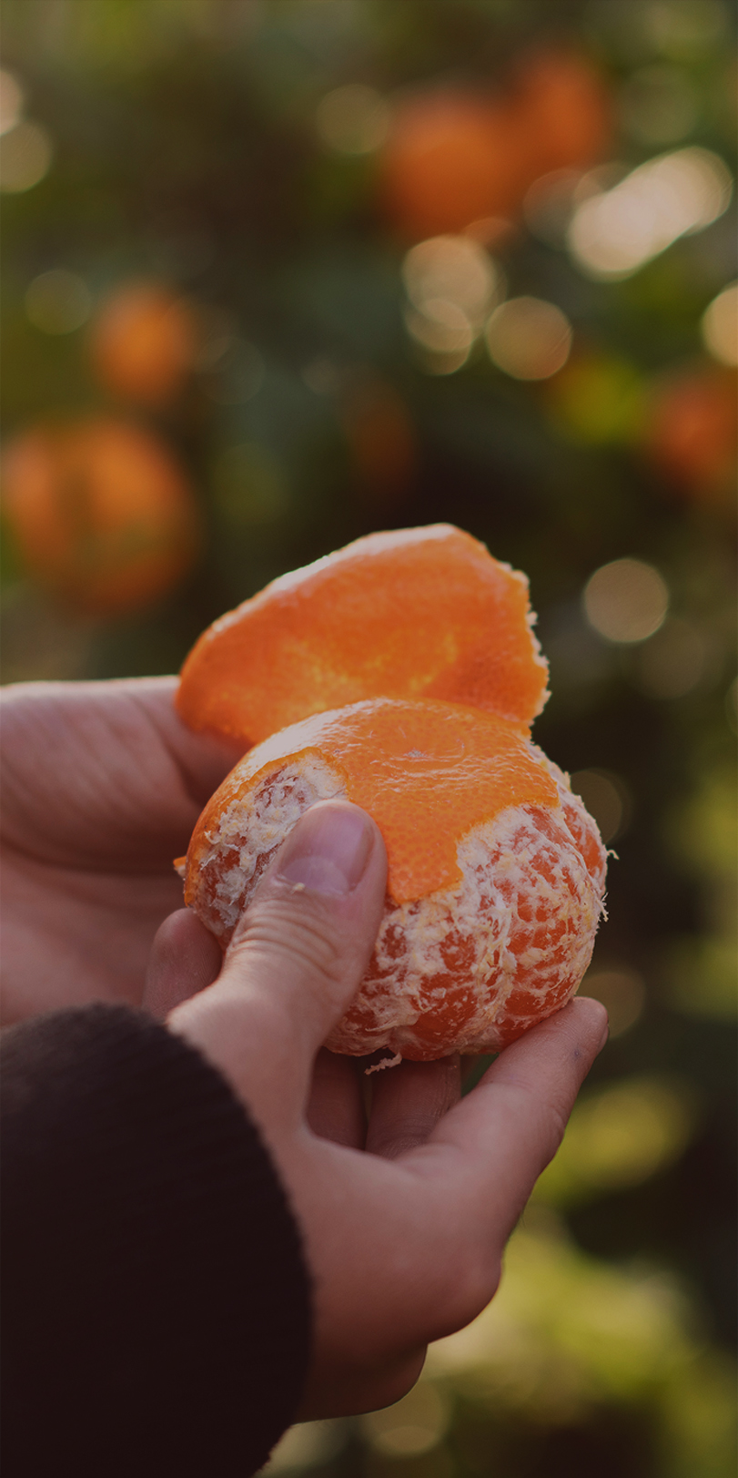 May Banner - Mandarin