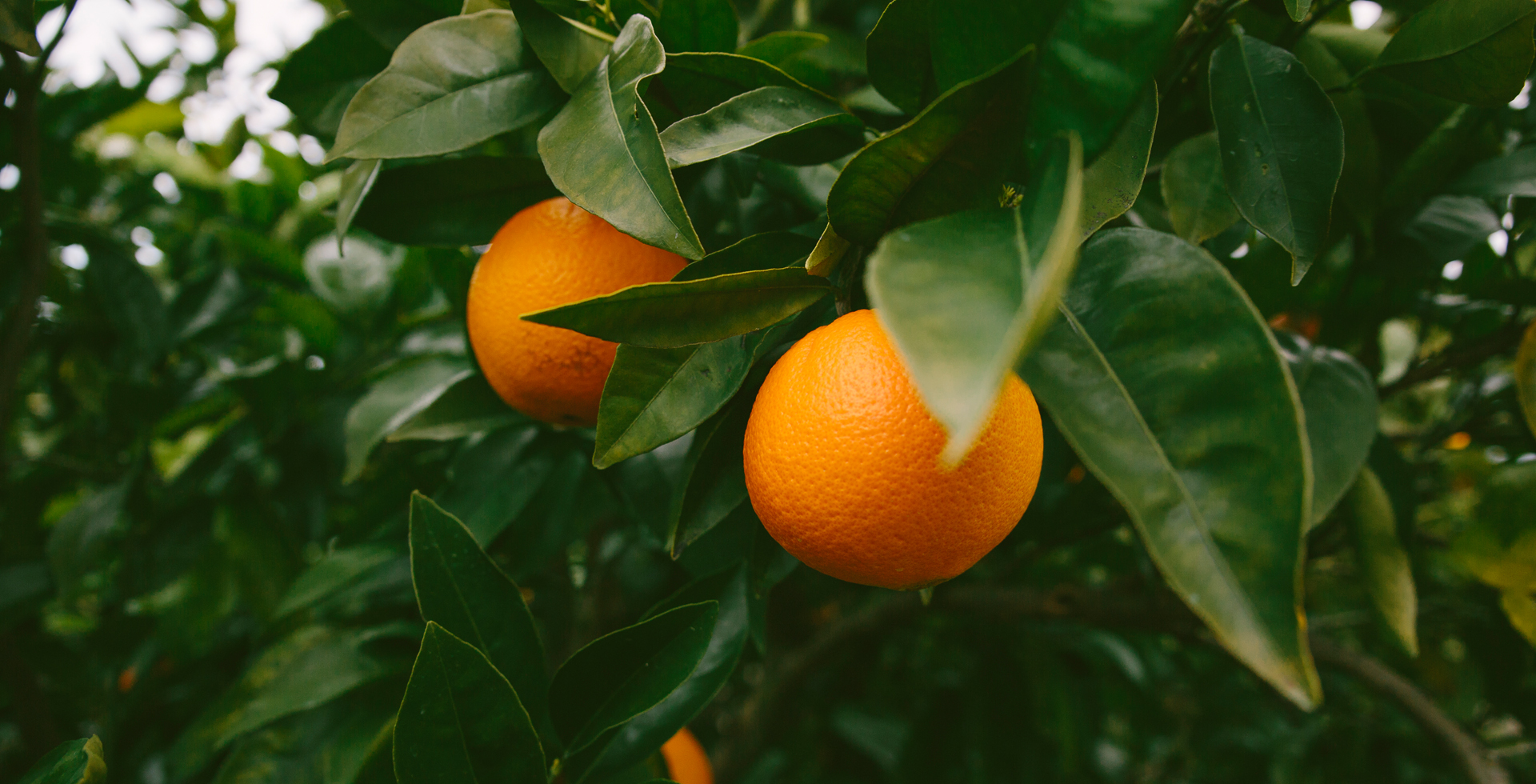 A collection of oranges