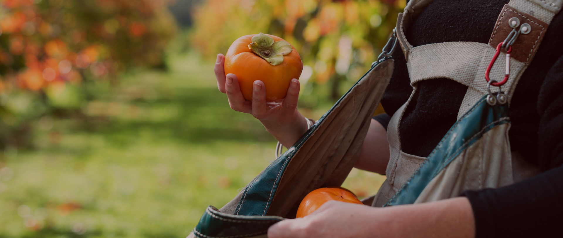 April Banner - Persimmons