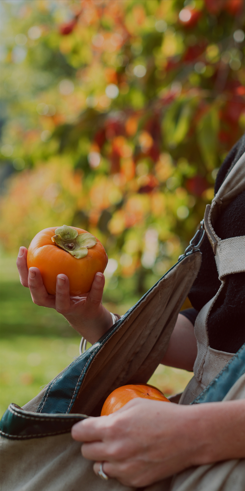 April Banner - Persimmons
